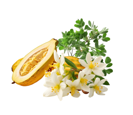 vainilla-1