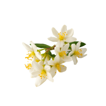 vainilla-2